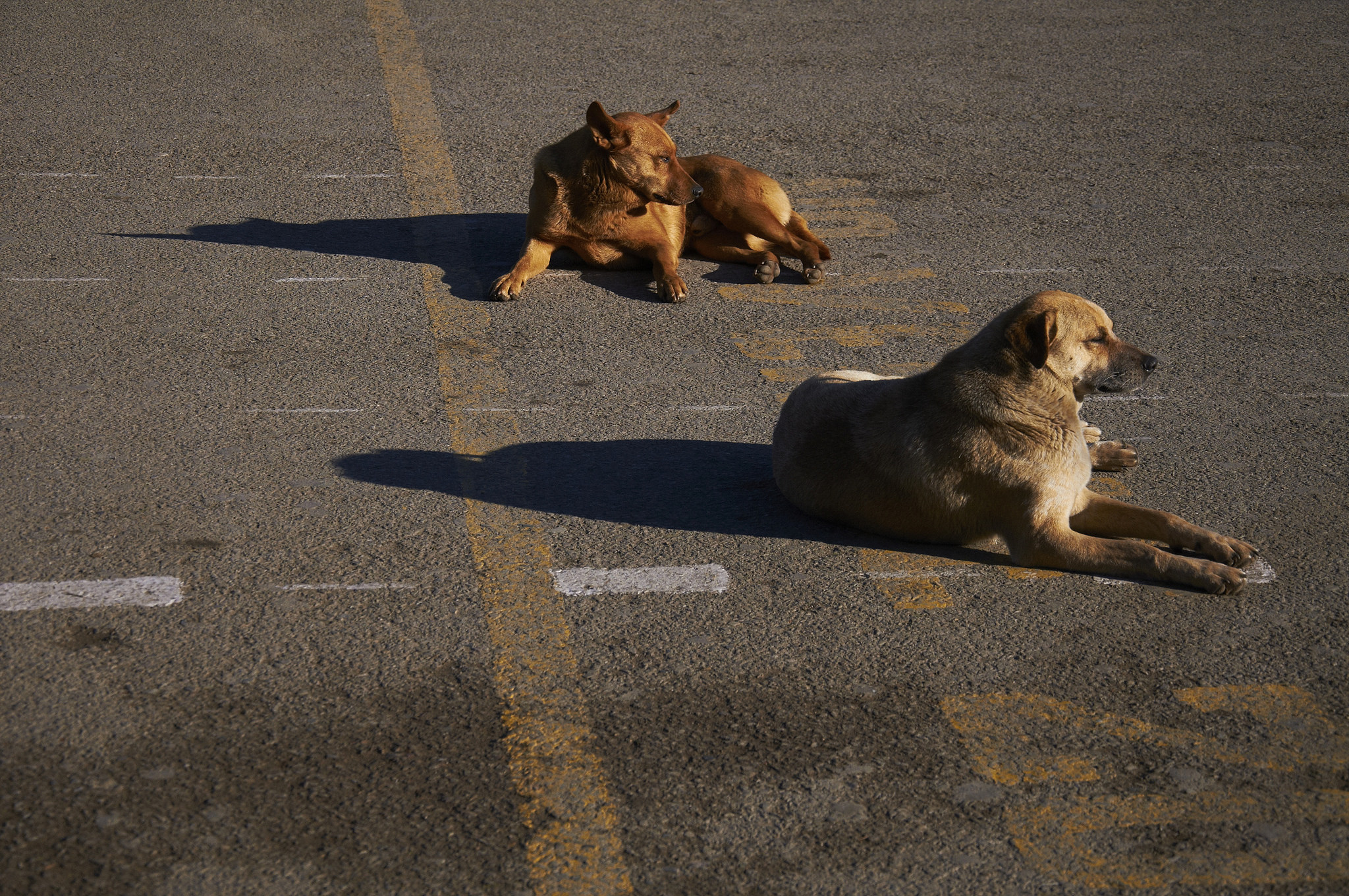 Dogs on the street. Credit: jonnyscholes/Flickr, CC BY 2.0