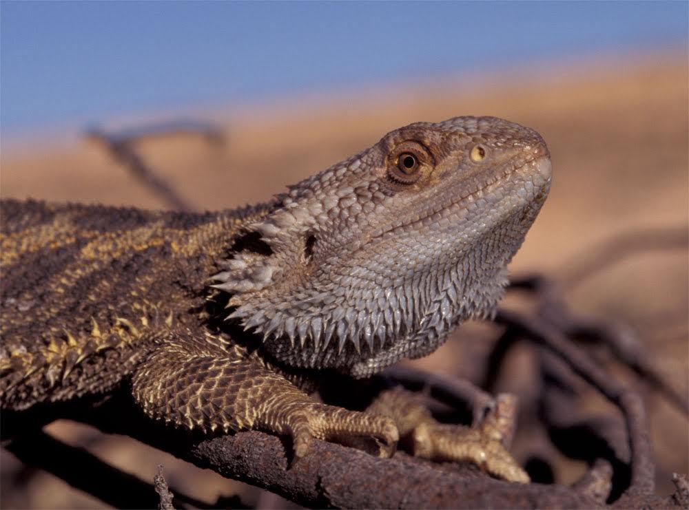 A bearded lizard. Credit: Arthur Georges