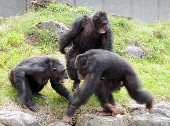 Chimpanzees (here an adult male) show an almost unlimited tolerance towards infants - even when unrelated. Credit: Dr. Claudia Rudolf von Rohr