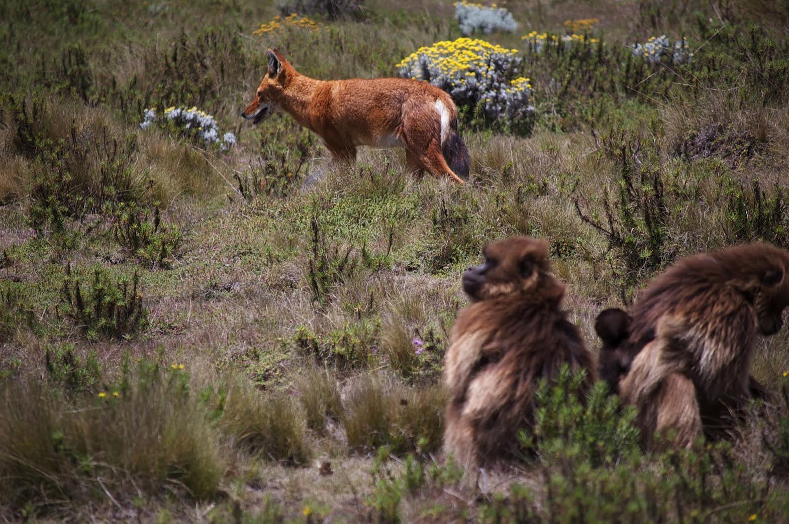 A pair of geladas unperturbed by the close presence of a wolf. Credit: Jeff Kerby/Tyler Barry