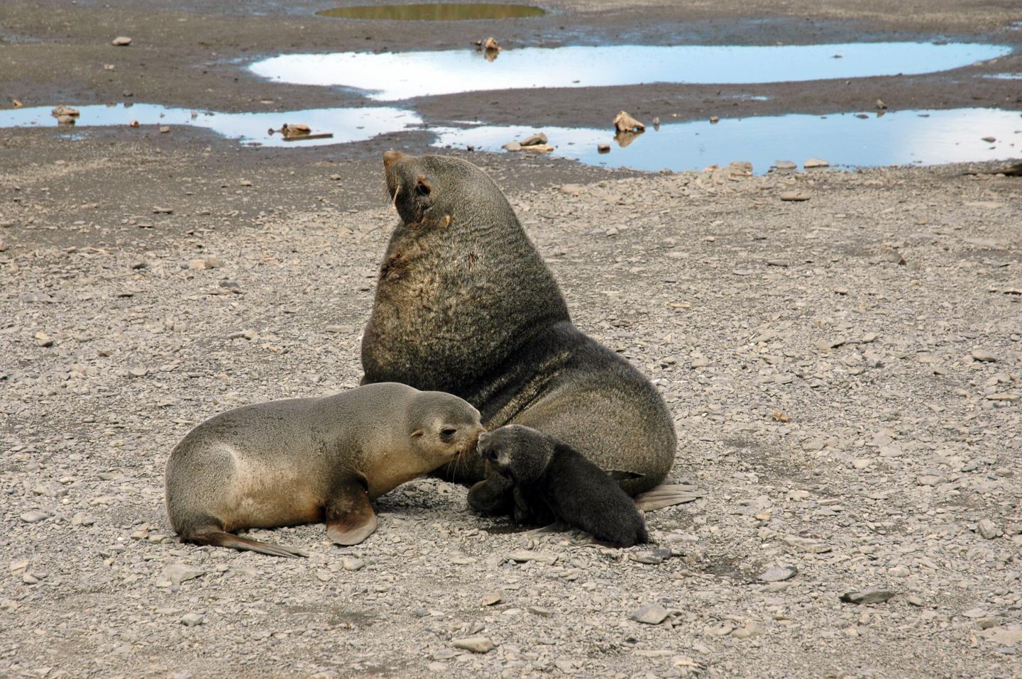An Antarctic fur seal mother smells its pup. Credit: David Vaynor Evans, British Antarctic Survey
