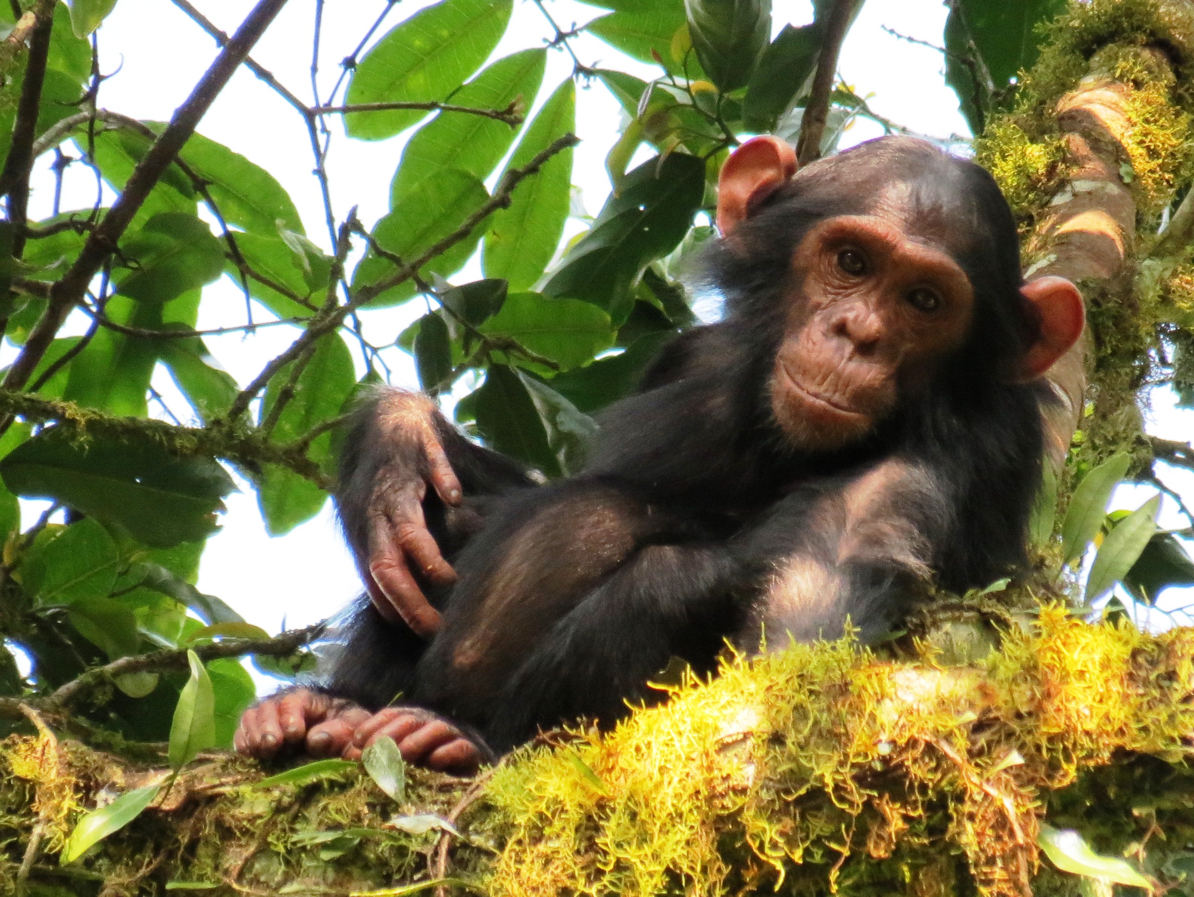 Chimpanzees. Credit: Kathelijne Koops.