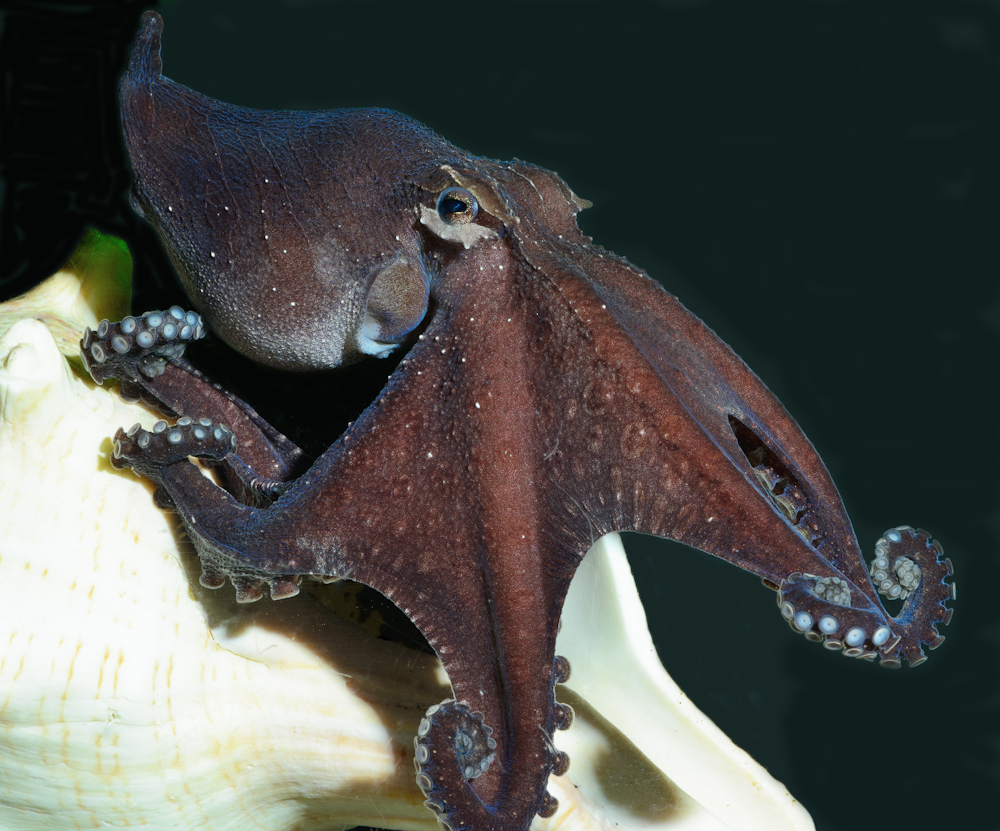 A larger Pacific striped octopus presenting a dark leaf display. Credit: Roy Caldwell