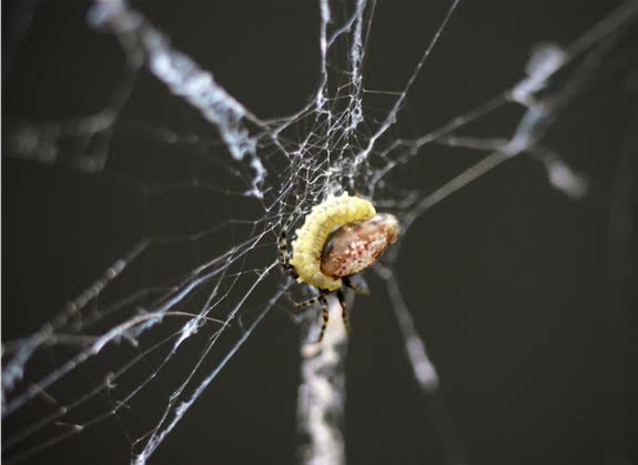 A parasited spider. Credit: Keizo Takasuka