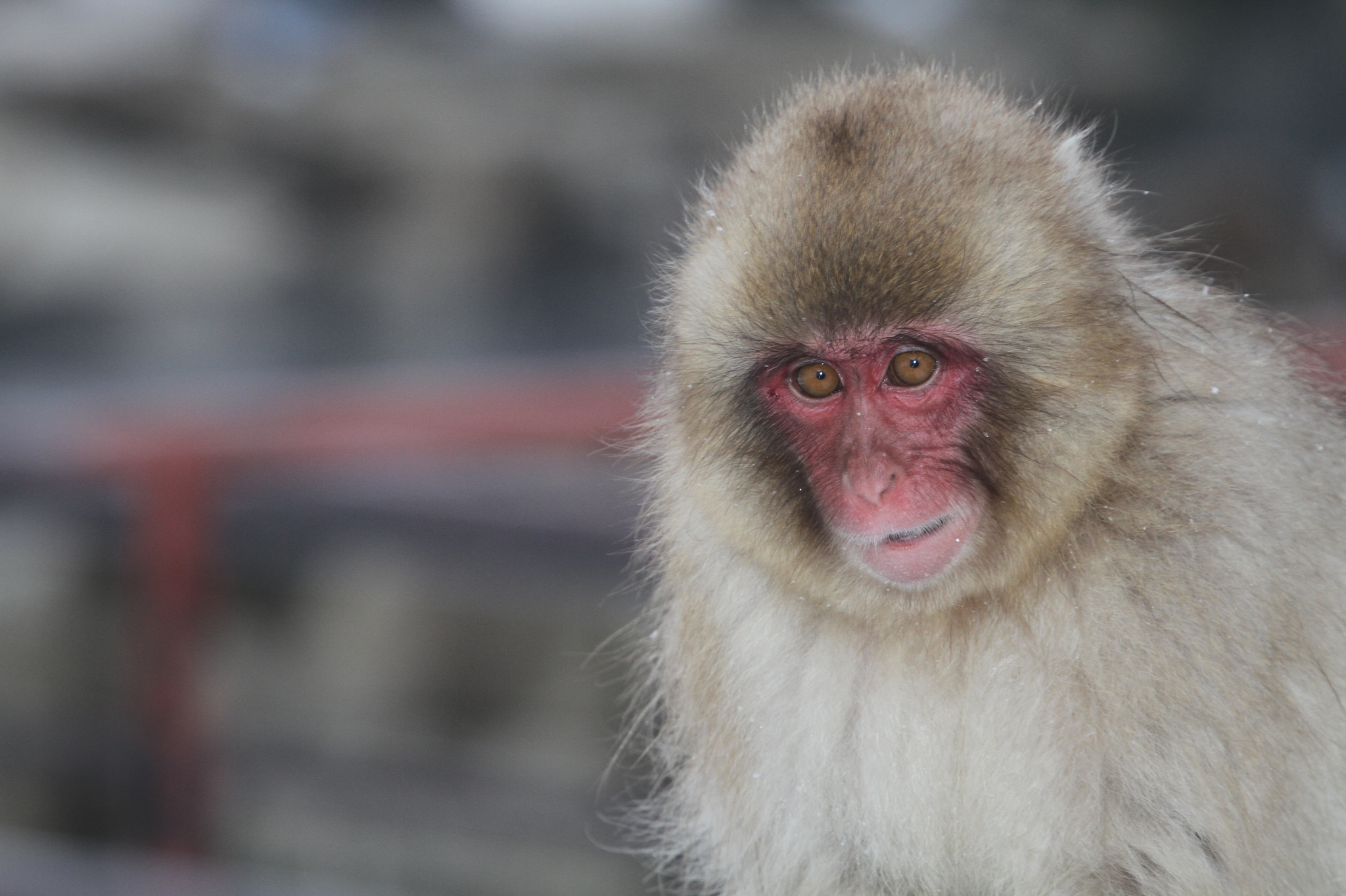 A Japanese macaque. Credit: gregthebusker/Flickr, CC BY 2.0