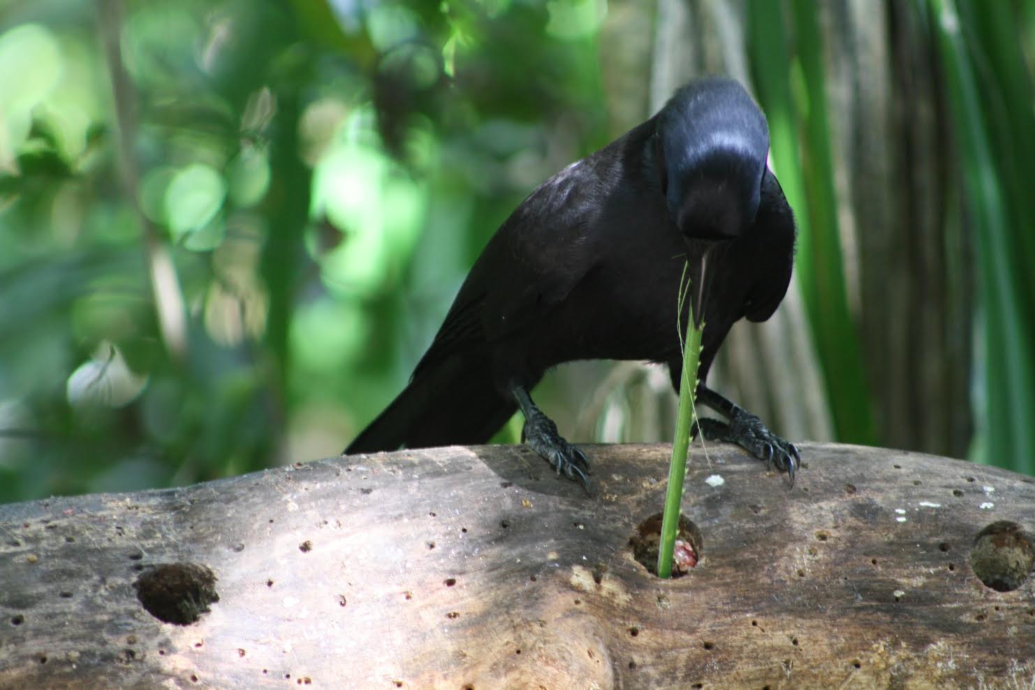 A New Caledonian crow using a pandanus leaf tool. Credit: Mick Sibley