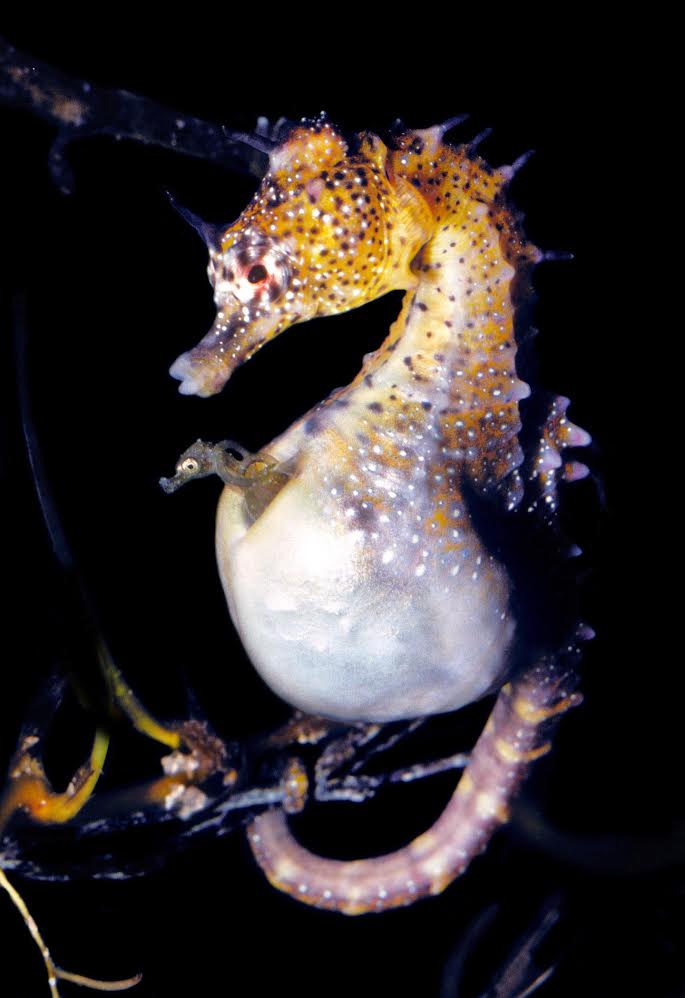 A newborn Australian pot-bellied seahorse emerges from its fathers pouch Credit: Rudie Kuiter, Aquatic Photographics