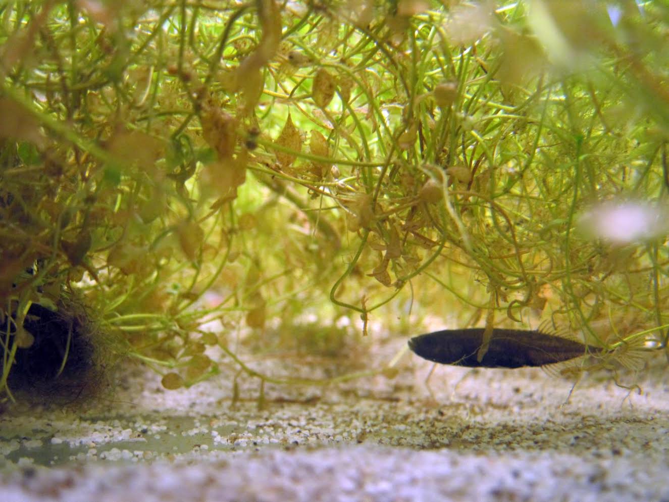 A stickleback with its nest. Credit: Fwals