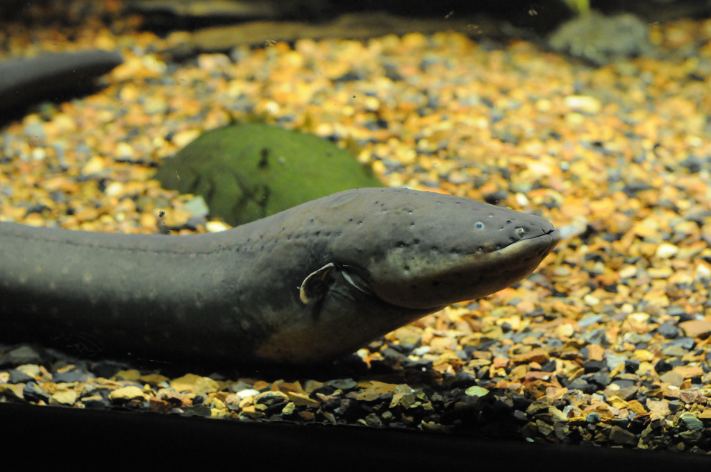 An electric eel. Credit: chrisbrenschmidt/Flickr, CC BY 2.0