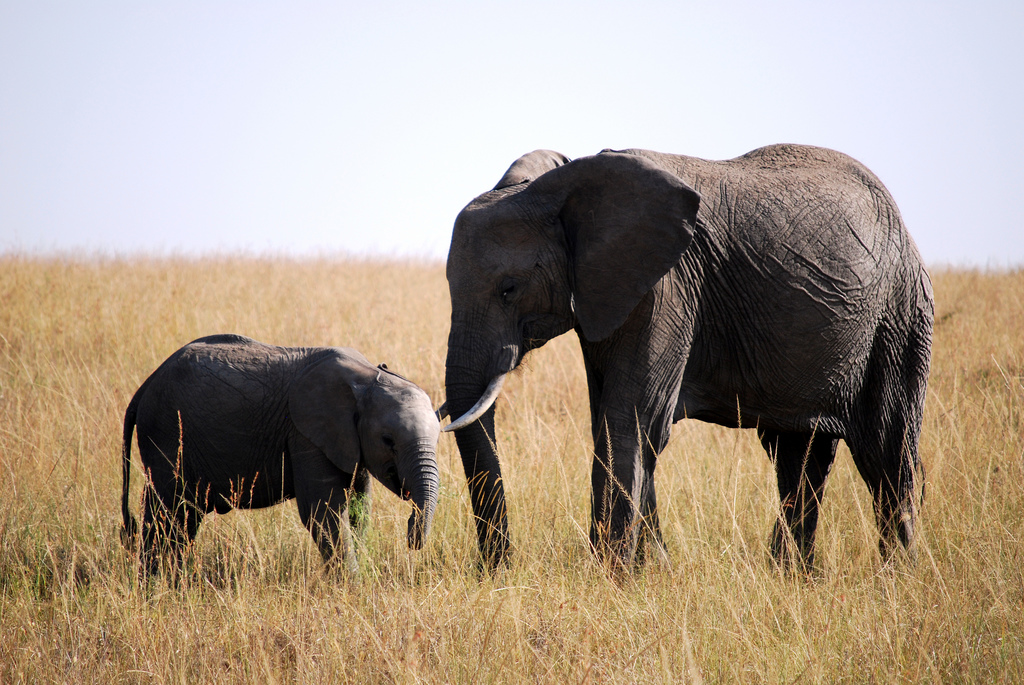 Elephants in Nyanza, Kenya. Credit: chadica/Flickr, CC BY 2.0