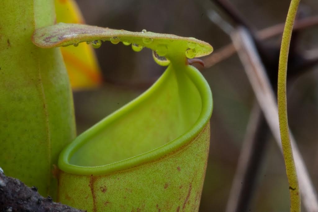 Slender pitcher plant oozing nectar. Credit: Ulrike Bauer
