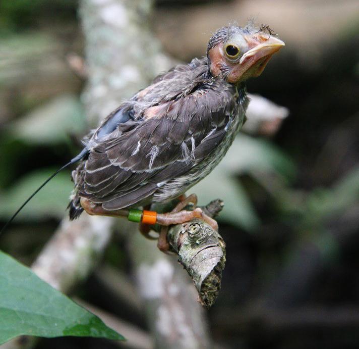 An advanced tracking system revealed the secret habits of young cowbirds, like this one with a radio transmitter on its back. Credit: Mike Ward