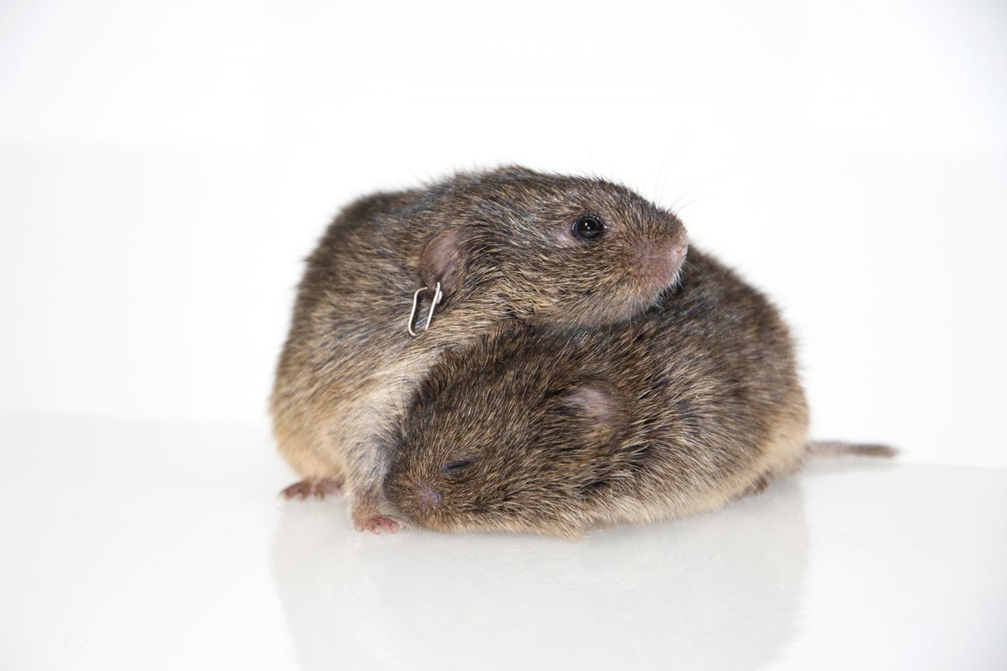 A pair of voles, one with an ear tag that is used as a unique identifier for the vole. Credit: Aubrey Kelly/Cornell University