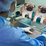 Screengrab from a YouTube video that accompanied Sooam's promotional campaign to have people clone their dead pets.