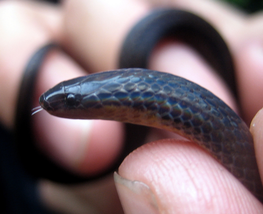 An American burrowing snake. Credit: Wikimedia Commons