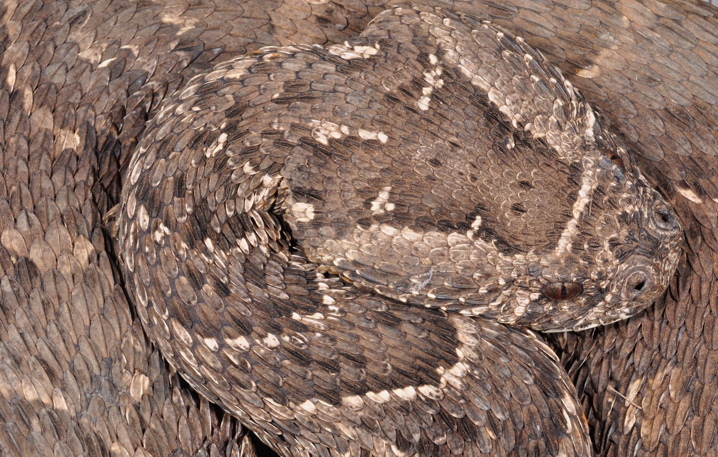 Puff adders are ambush foraging snakes and therefore have squat bodies and broad heads for handling their infrequent, large meals. Snakes with this body form tend to be slow moving, and can thus not rely on speed to escape from predators. Credit: Graham Alexander