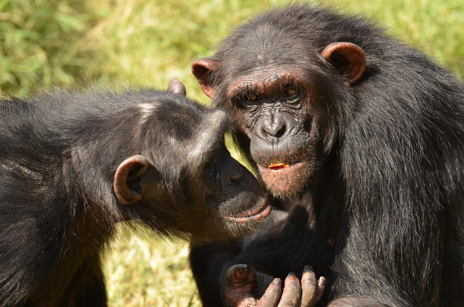 Two of the chimpanzees that participated in the study. Credit: Esther Hermann