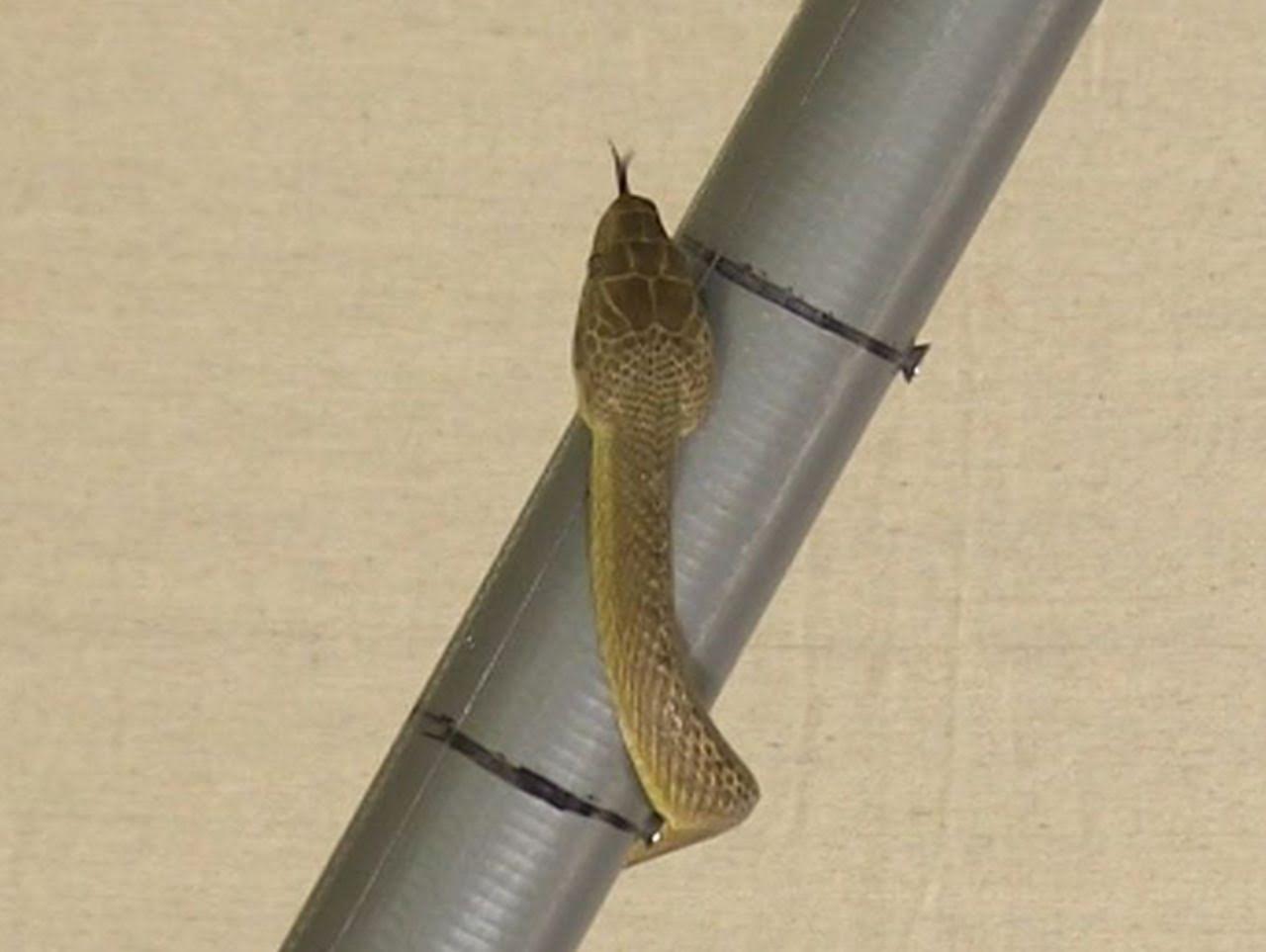 A brown tree snake climbs up a pole with pegs. Credit: Bruce Jayne