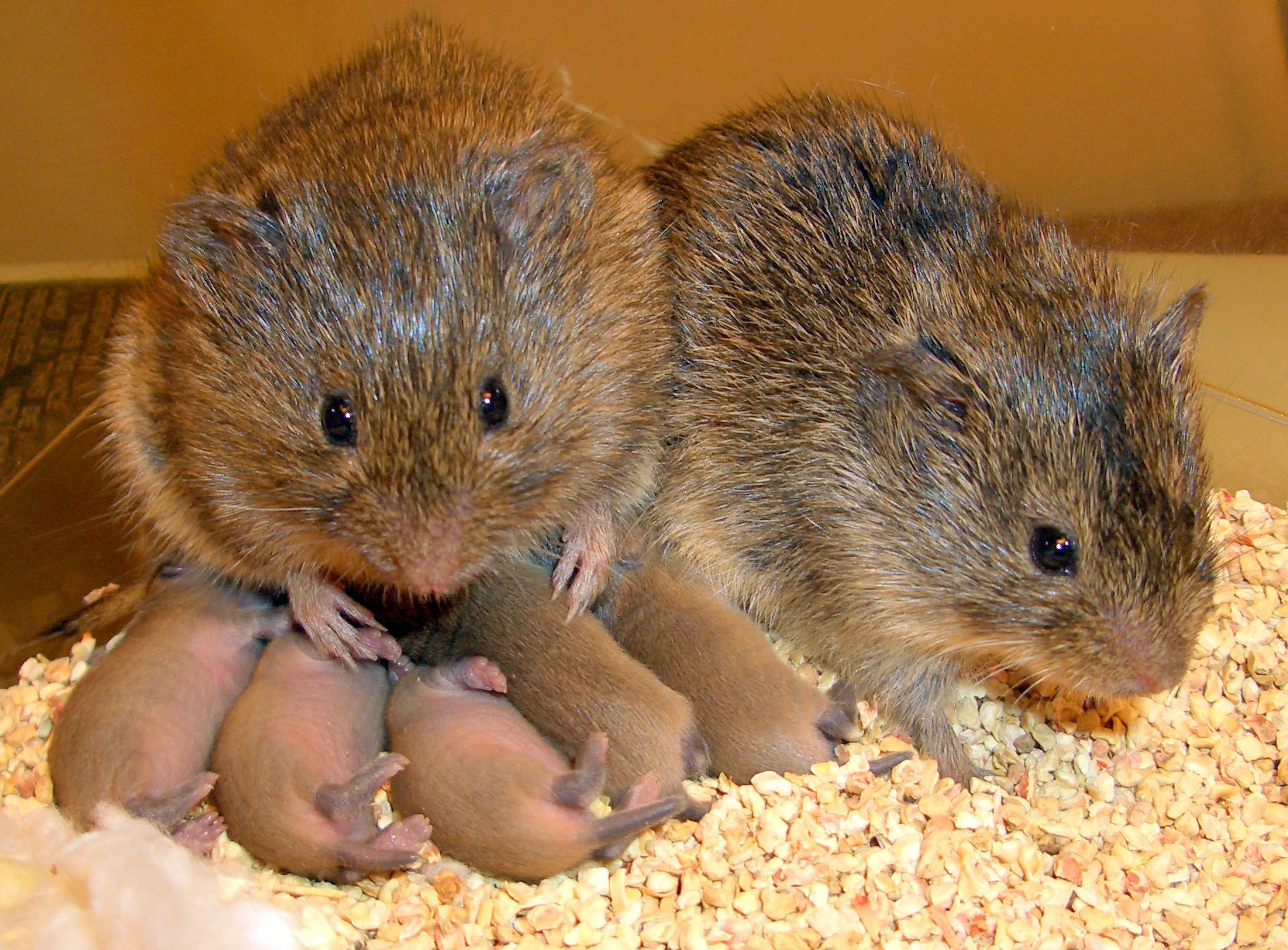 Among prairie voles, both parents take equal responsibility in rearing offspring Credit: Todd Ahern