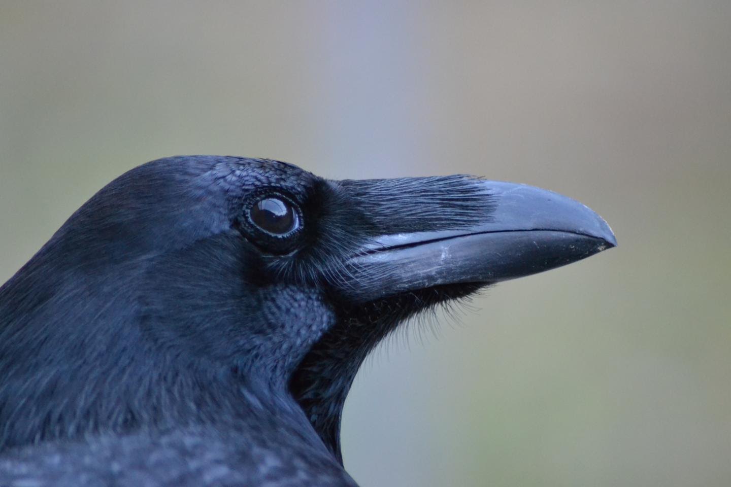 Researchers at the University of Vienna tested the ability of crows to empathise with others. Credit: Jana Müller, Universität Wien