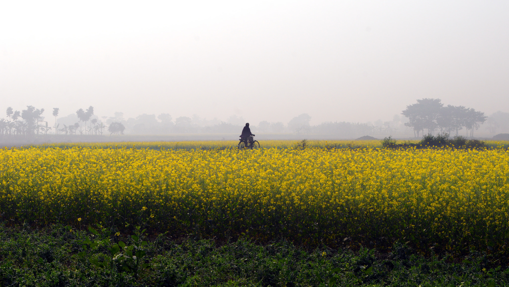 A field of mustard flowers in Nadia, West Bengal. Credit: kgabhi/Flickr, CC BY 2.0