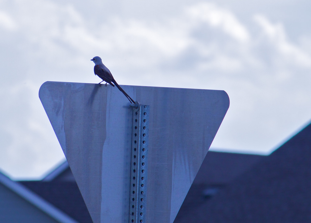 A flycatcher spotted in Lawrence, Kansas. Credit: davedehetere/Flickr, CC BY 2.0