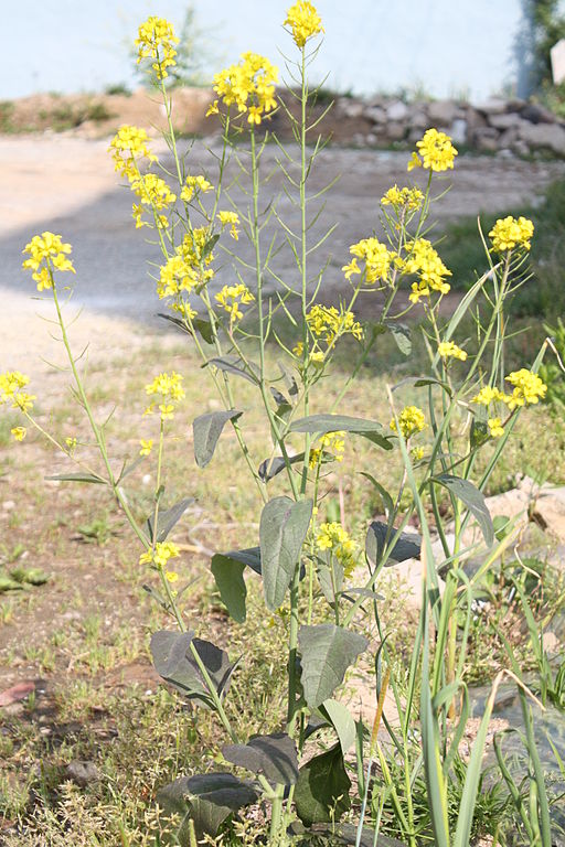 Brassica juncea. Credit: Dalgial/Wikimedia Commons, CC BY-SA 3.0