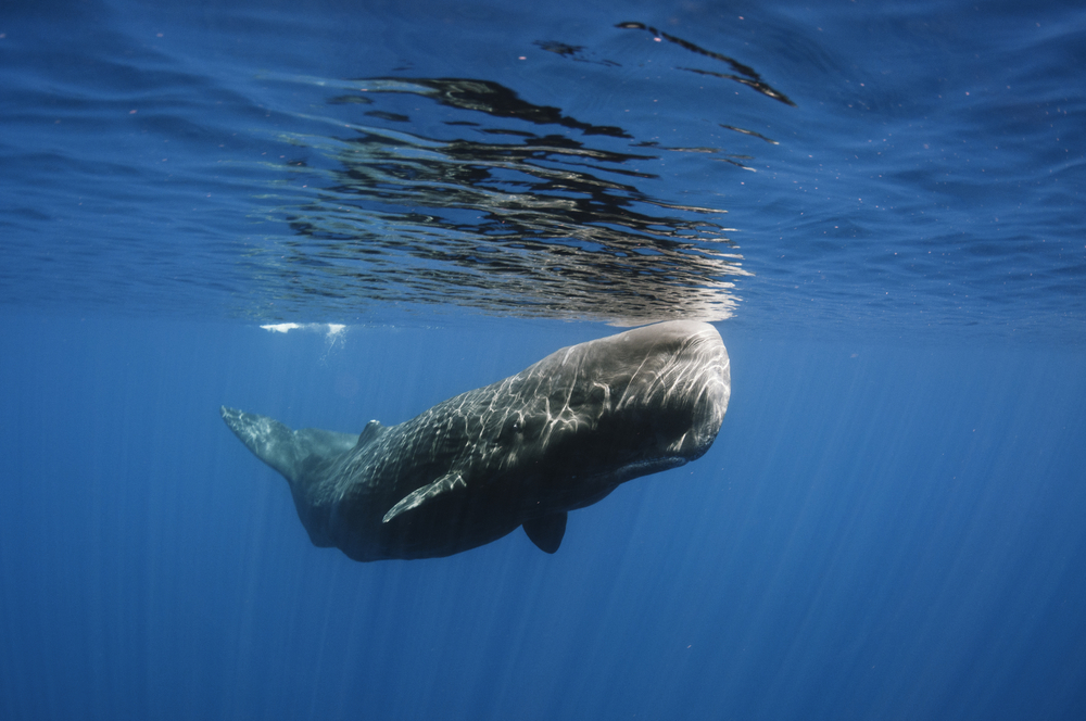A sperm whale. Credit: lakpura/Flickr, CC BY 2.0