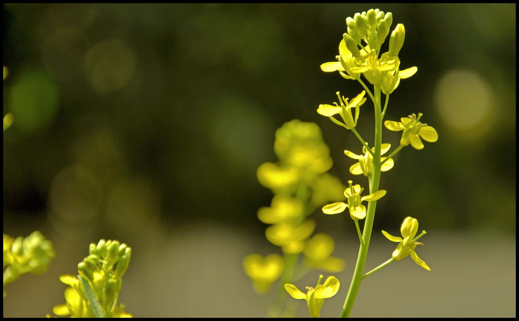 A mustard flower. Credit: prince_tigereye/Flickr, CC BY 2.0