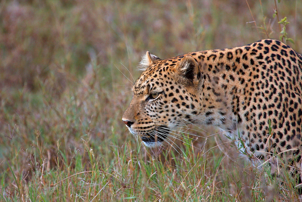 A leopard. Credit: malcolmcerfonteyn/Flickr, CC BY 2.0