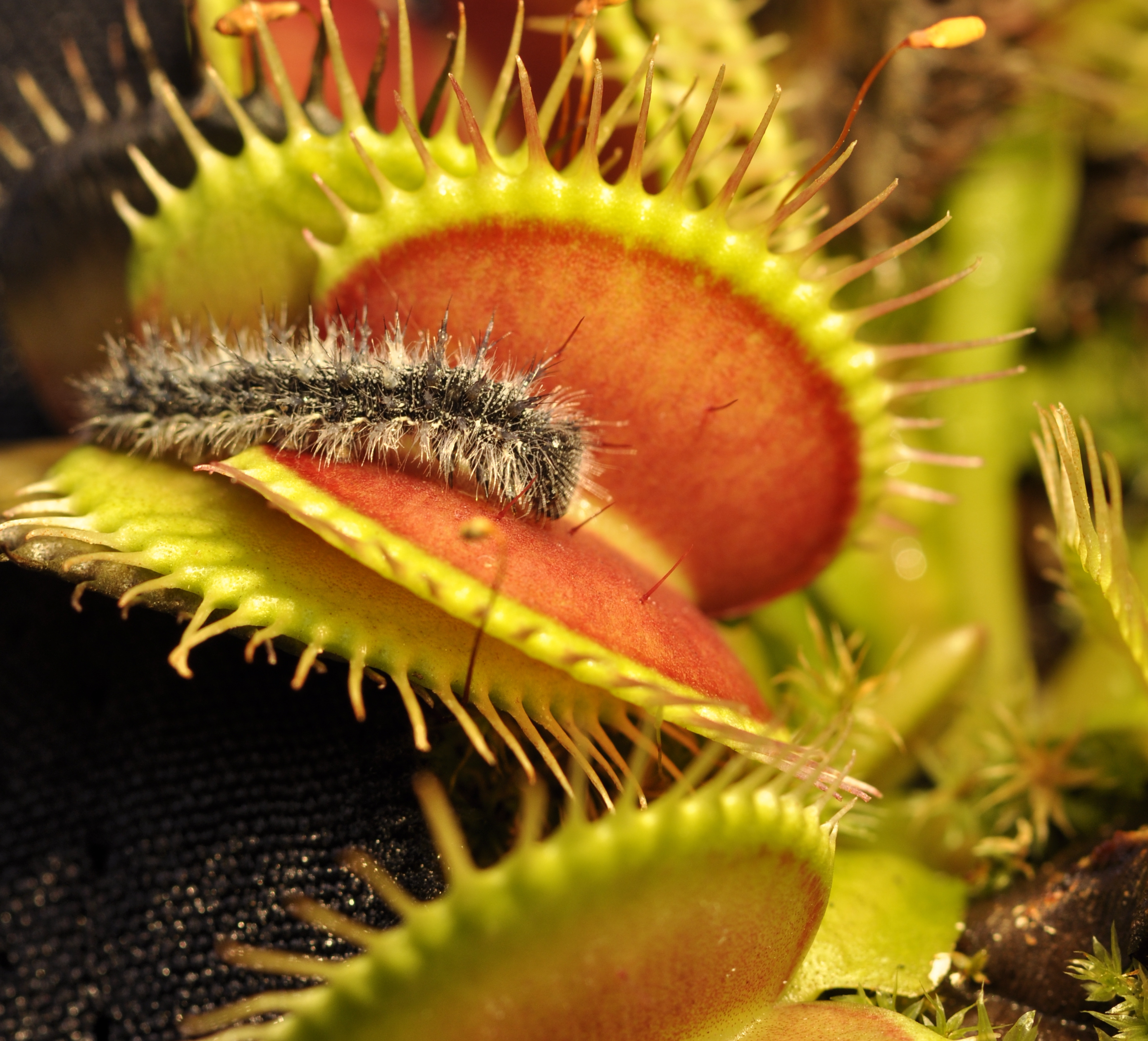 A potential meal stimulates the touch-sensitive trigger hairs inside a Venus flytrap. Credit: Soenke Scherzer
