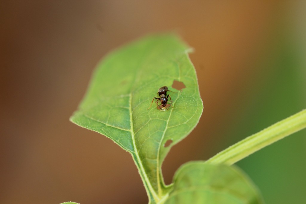 A black garden ant consumes a droplet of nectar secretion from the edge of a herbivore inflicted wound on a leaf of the bittersweet nightshade. Credit: Tobias Lortzing