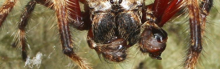 After mating, the male of Darwin's bark spider (Caerostris darwini) chews on his palps. The emasculation presumably renders the eunuch more aggressive, being better at fighting off rival males that might also want to mate with 'his' female. Credit: Research Centre of the Slovenian Academy of Sciences and Arts