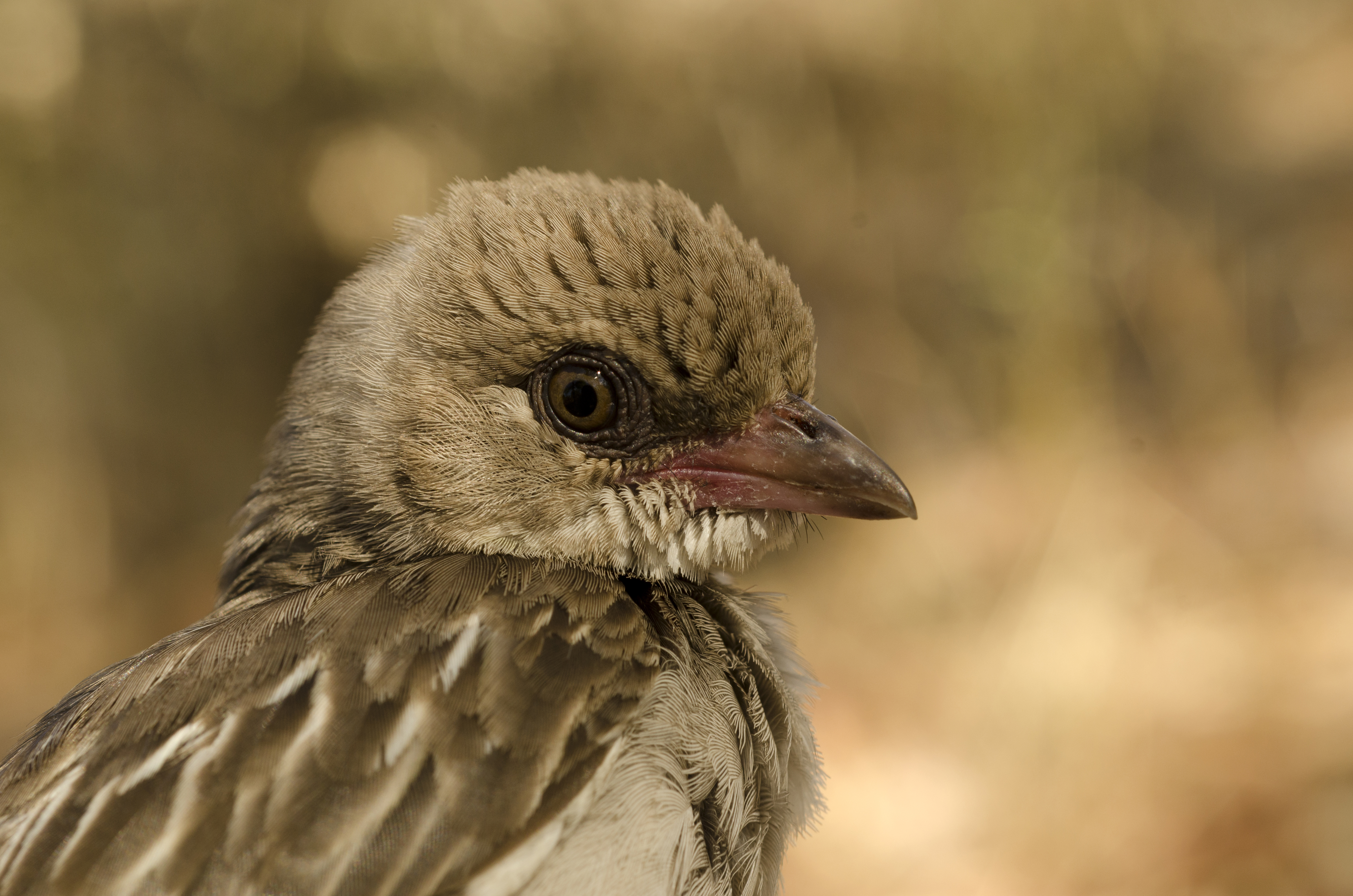A female greater honeyguide in the Niassa National Reserve, Mozambique. Credit: Claire N. Spottiswoode