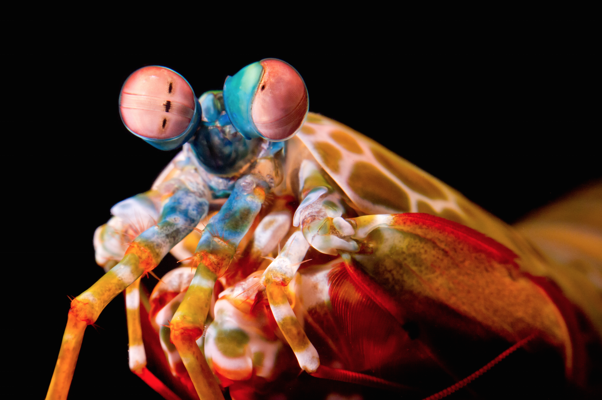 A mantis shrimp. Credit: Michael Bok, Lund University
