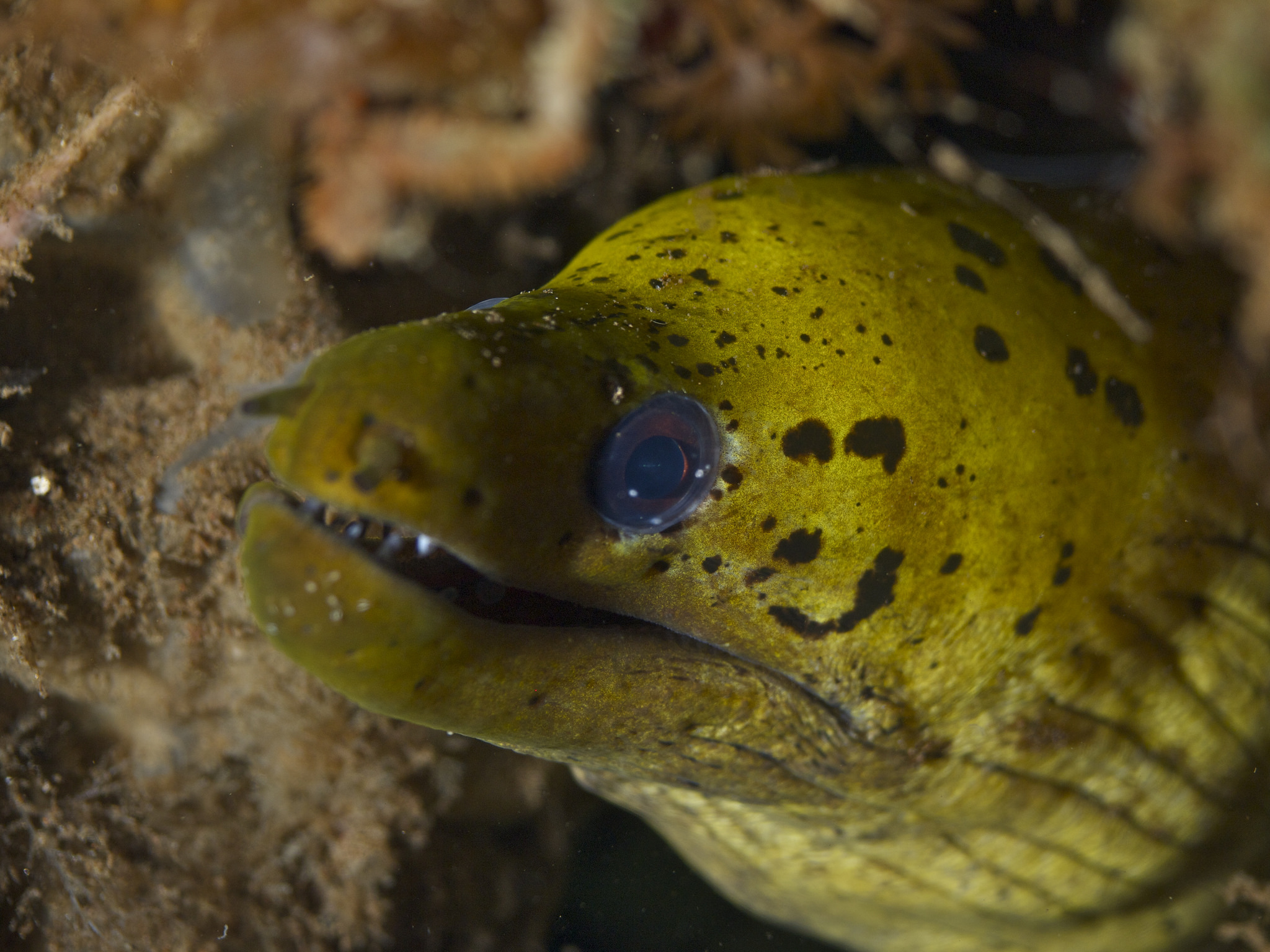 A fimbriated moray eel. Credit: elevy/Flickr, CC BY 2.0