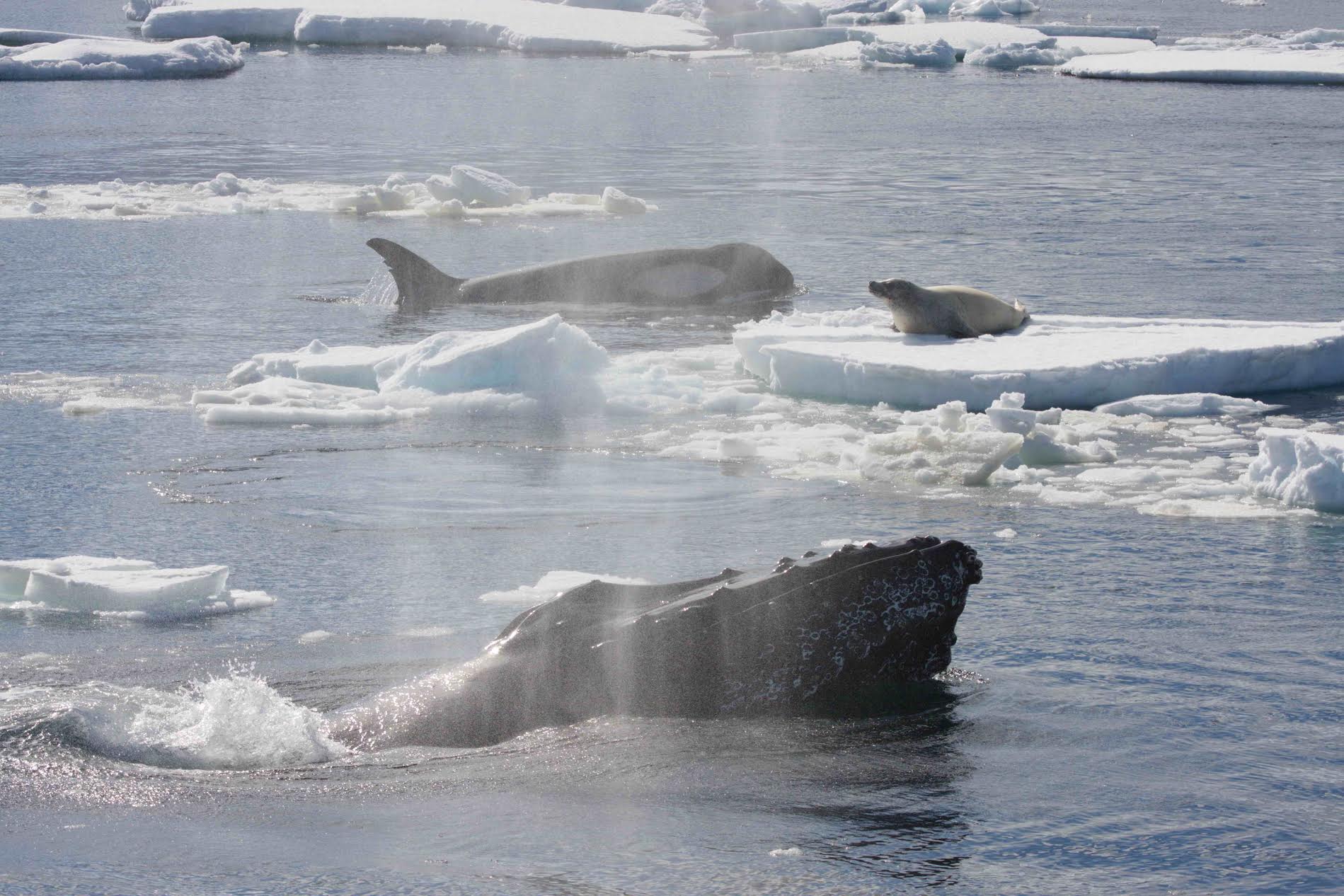 One killer whale from a pod hunting a crabeater seal on an ice floe when a pair of humpbacks (one in the foreground) charged in and drove off the killer whales. Credit: Robert L. Pitman