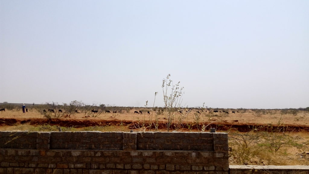 Shepherdess with livestock beyond not yet completed ISRO wall. Credit: Gaurav Mendiratta