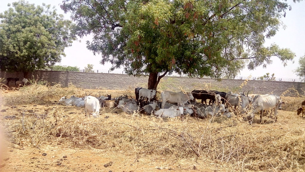 Cattle find shade at the goshala within the BARC compound. Credit: Gaurav Mendiratta