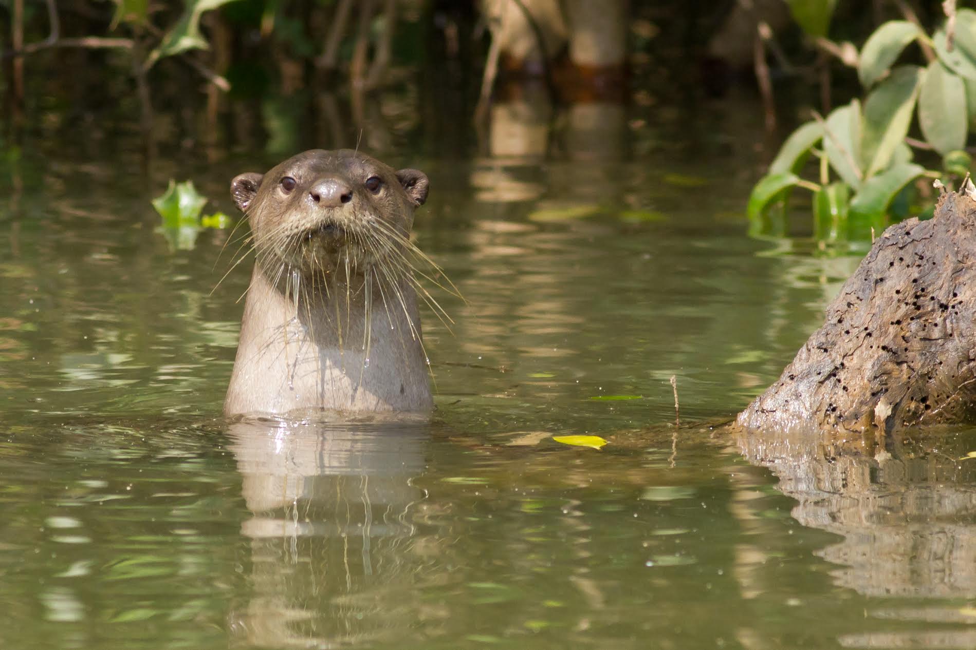 The presence of otters signals that a riverine ecosystem is healthy. Credit: WildOtters