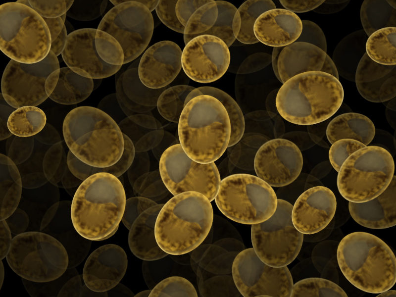 Yeast cells under a microscope. Credit: Zappys Technology Solutions/Flickr, CC BY 2.0