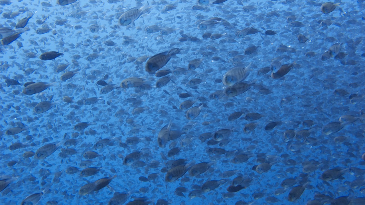 Surgeonfish larvae in a massive mixed species shoal arriving at the reef to settle. Source: Author provided