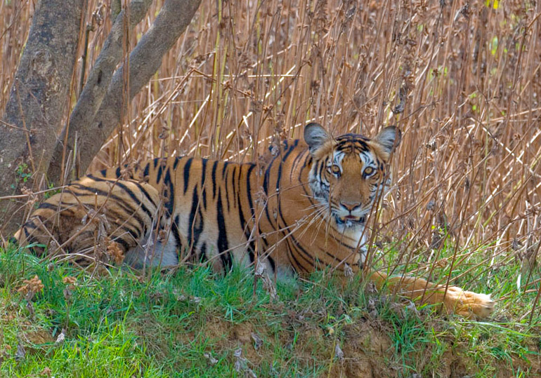 To Save Tigers in the Wild, Losing a Few Individual Animals Can't Be  Avoided – The Wire Science