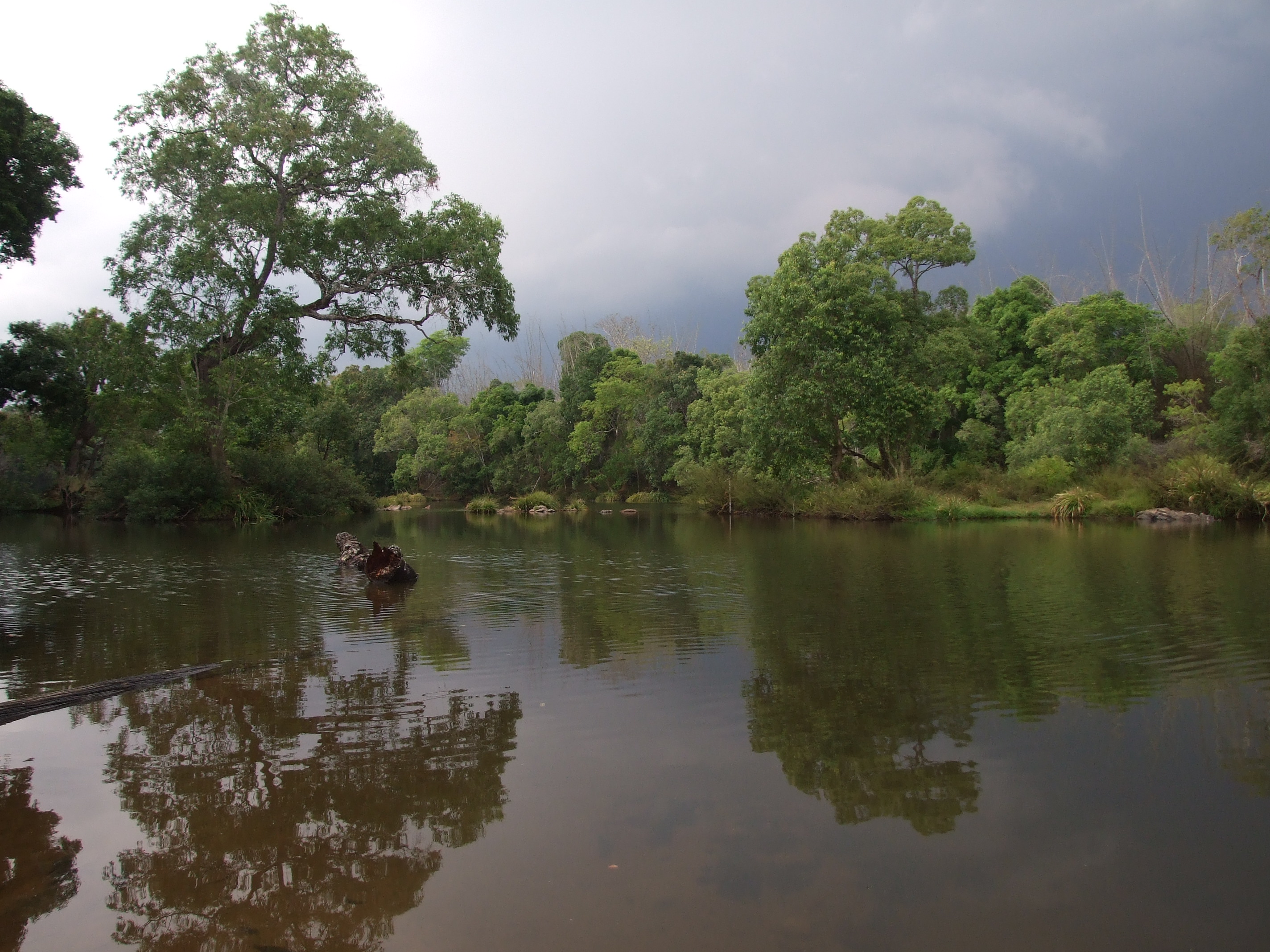 Native riverside trees protect the river just as they protect adjoining farmlands from erosion. Credit: Nisarg Prakash