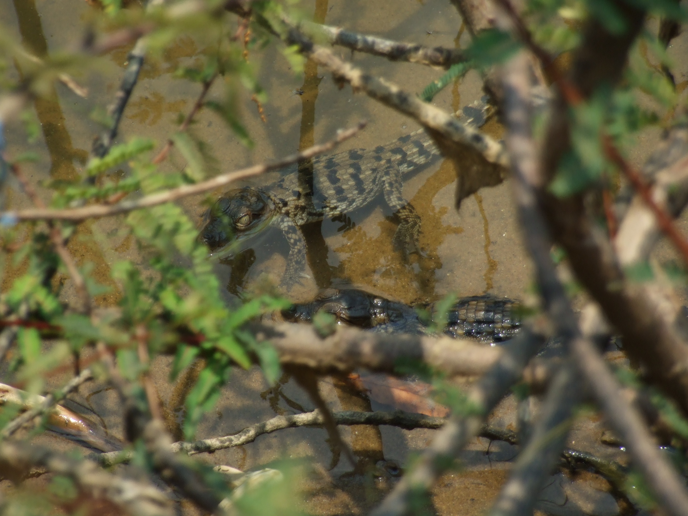 mugger crocodiles, Statue of Unity, Sardar Vallabhai Patel, leopards, Melghat tiger reserve, Chilika wetlands, Wildlife Protection Act 1972, carrying capacity study, saltwater crocodiles, Neyyar reservoir, Sardar Sarovar dam,
