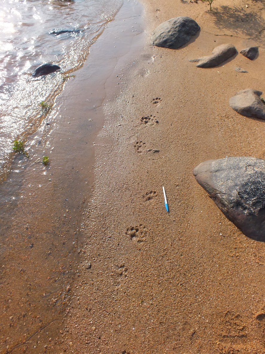 Otter tracks were all we mostly saw. Credit: Nisarg Prakash