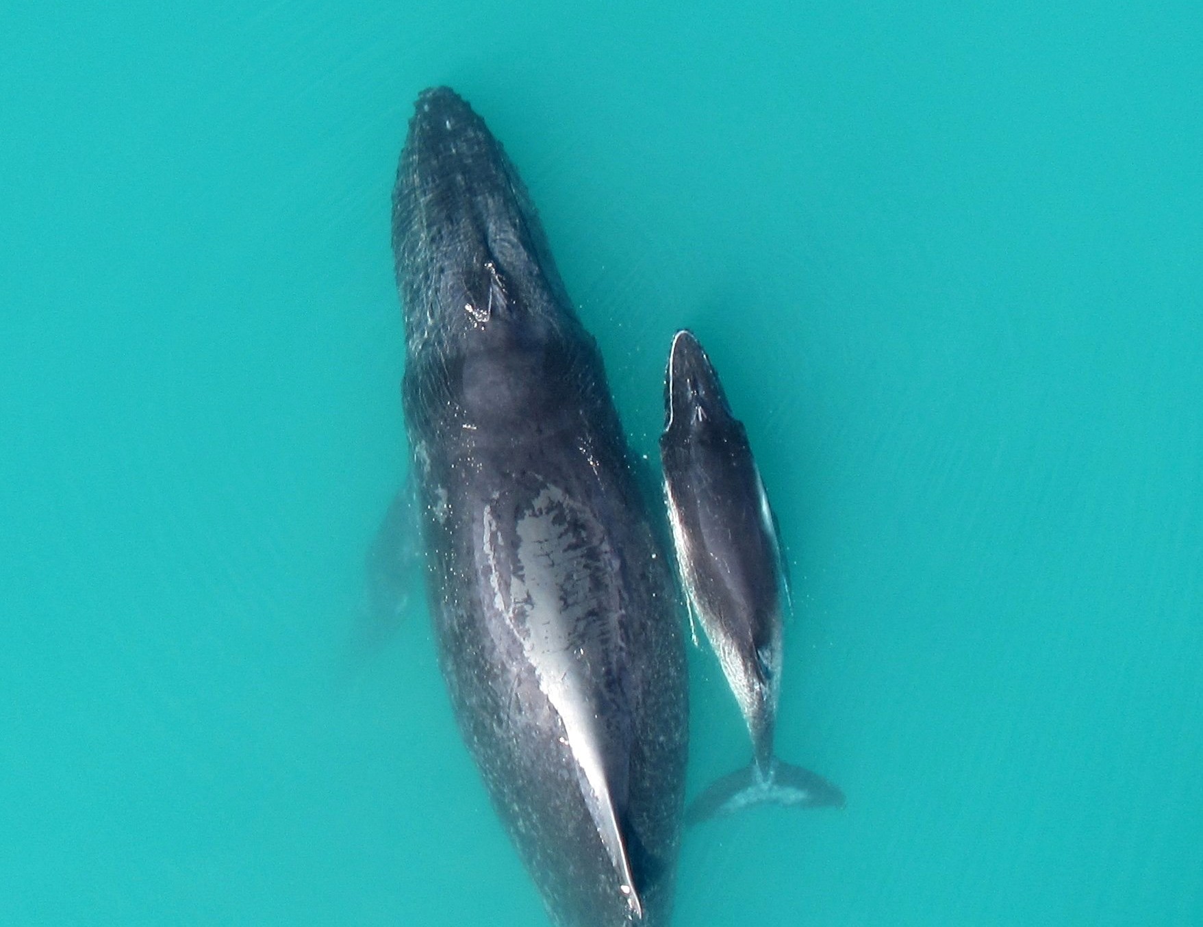 A mother-calf humpback whale pair in Exmouth Gulf. Credit: Fredrik Christiansen