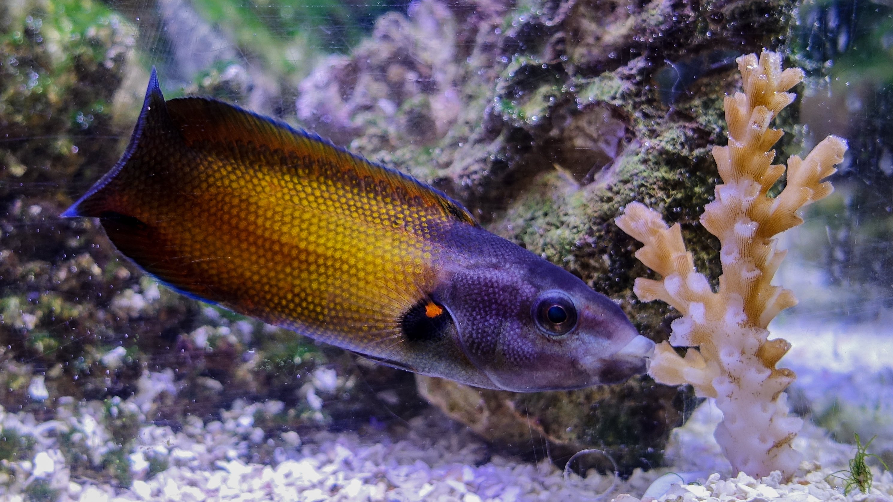 A tubelip wrasse feeding on coral. Credit: Victor Huertas and David Bellwood