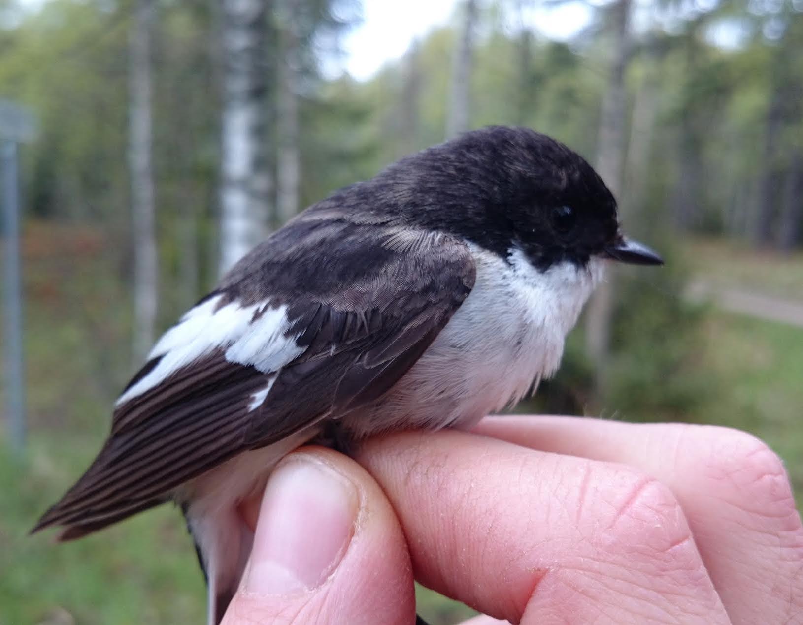 A pied flycatcher. Credit: David Wheatcroft