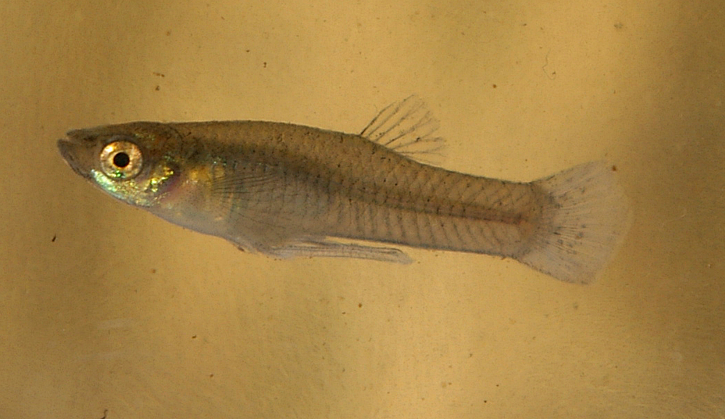 A male mosquitofish. Credit: NOZO/Wikimedia Commons, CC BY-SA 3.0